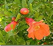pomegranate flowers 